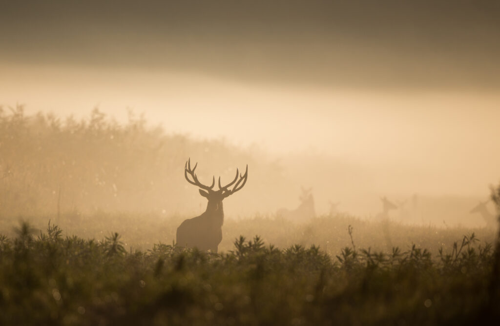Silhouette of red deer with big antlers in reed on foggy morning. Wildlife in natural habitat