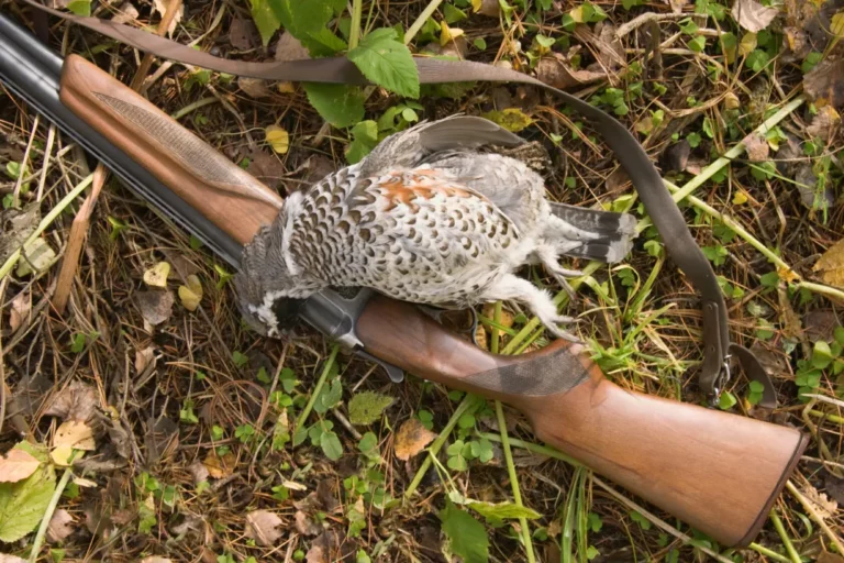 Hunting Grouse - How to clean grouse