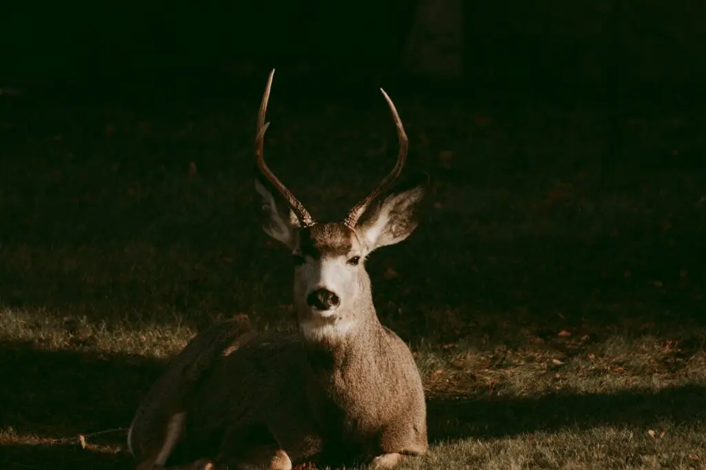 a buck rests in the grass