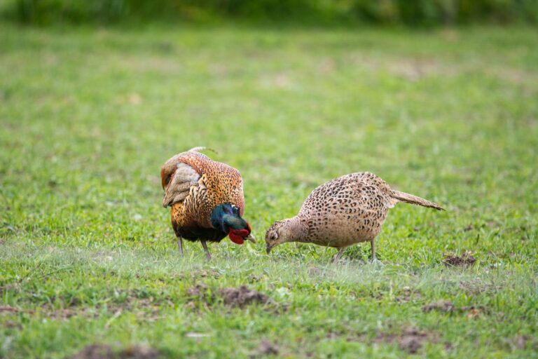 A couple of pheasants on a field on the island of Ven