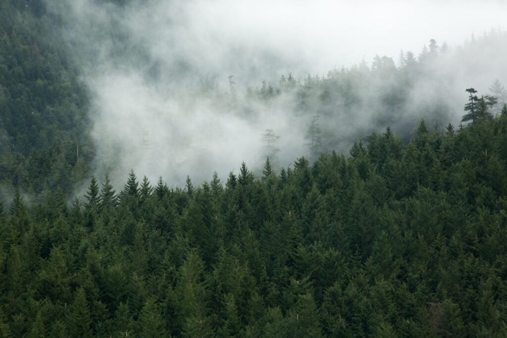 A foggy mountain forest in Washington state.