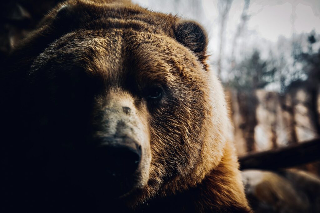 A grizzly bear closeup of head and face, looking at camera