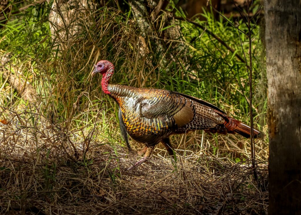 A very brightly colored Wild Turkey in the woods