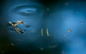 Adult Mosquito emerging from water in a stagnant pond with larvae and pupae.