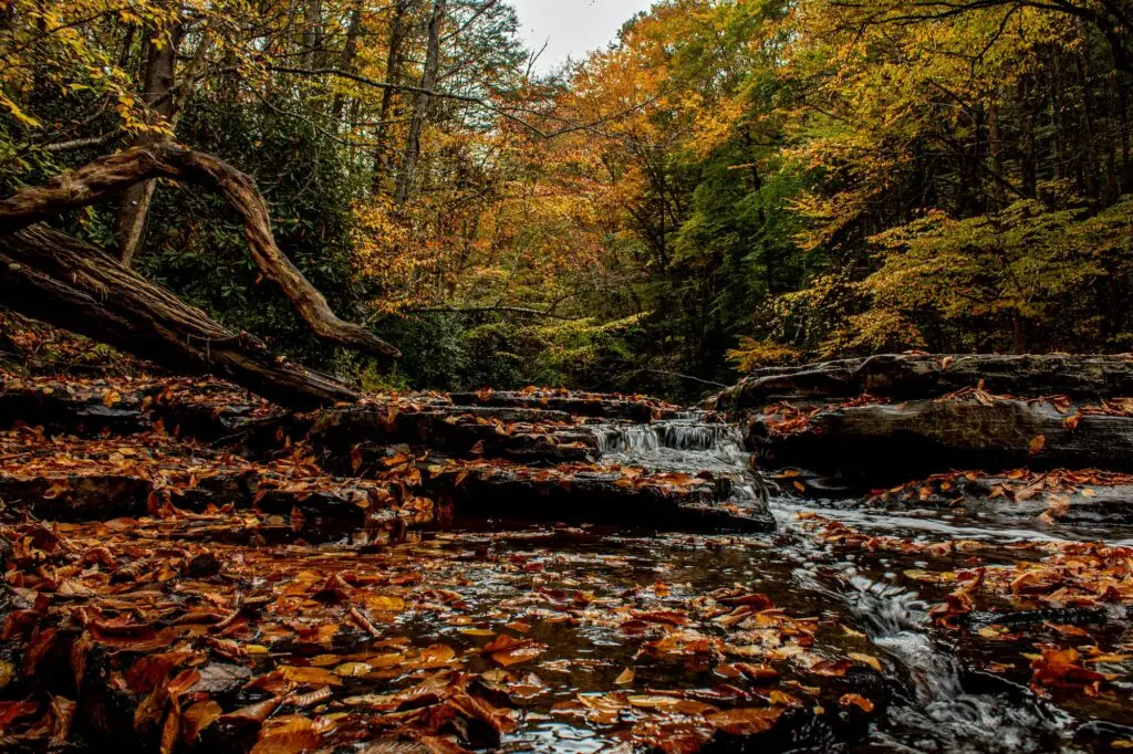 Autumn in the creek