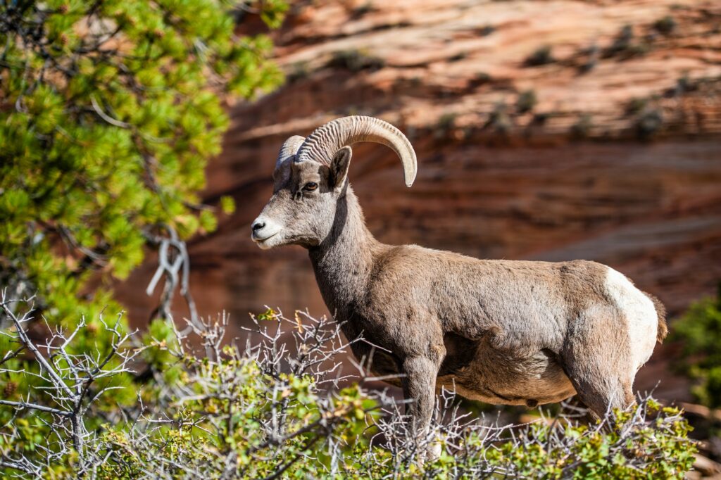 Big horned sheep in the Zion National Park forest and mountains landscape