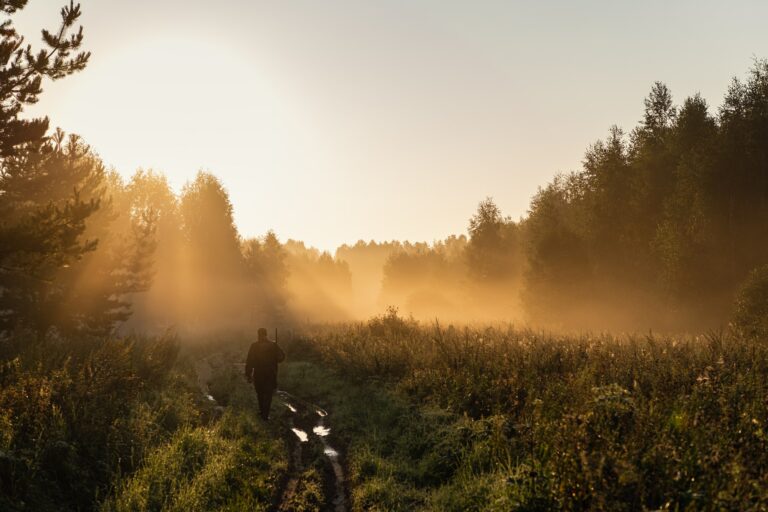 Bird Hunter at Sunrise going for hunt in a forest with his shotgun rifle