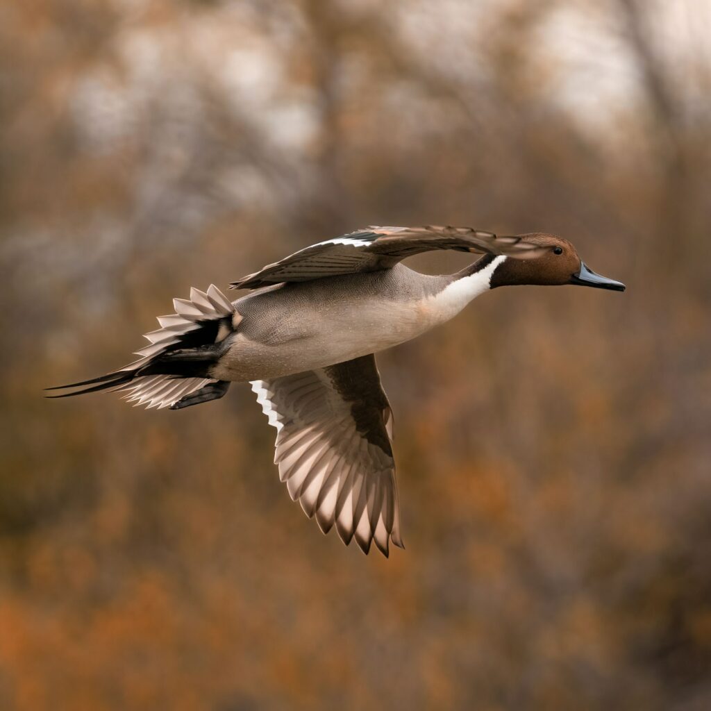 Brown northern pintail (Anas acuta) flying on a blurred background in closeup