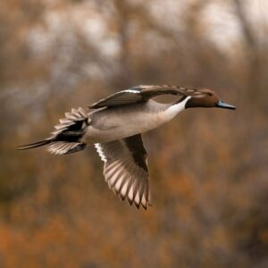 Brown northern pintail (Anas acuta) flying on a blurred background in closeup