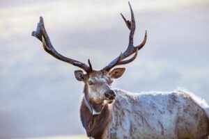 Close up of male Tule elk