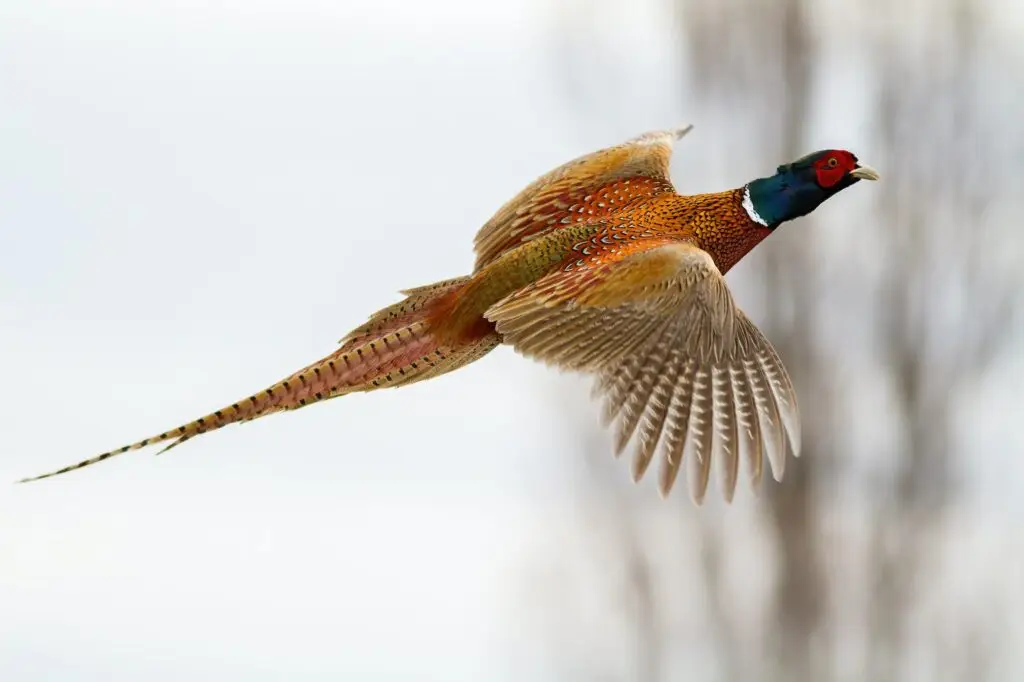 common pheasant flying in the air in winter nature