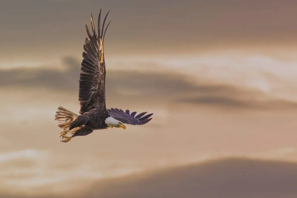 Golden eagle flight