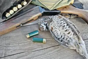 Grouse and gun on board
