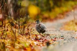 Hazel grouse cock standing in fall forest in Finland