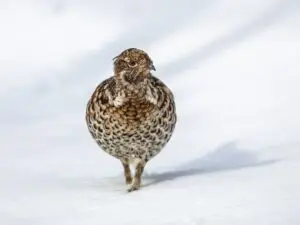 Hazel grouse in snow