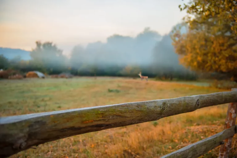 A beautiful image of a deer standing in a field during early morning in Pennsylvania