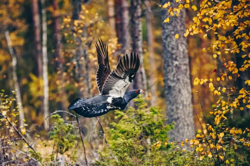 Male of western Capercaillie in colorful fall forest