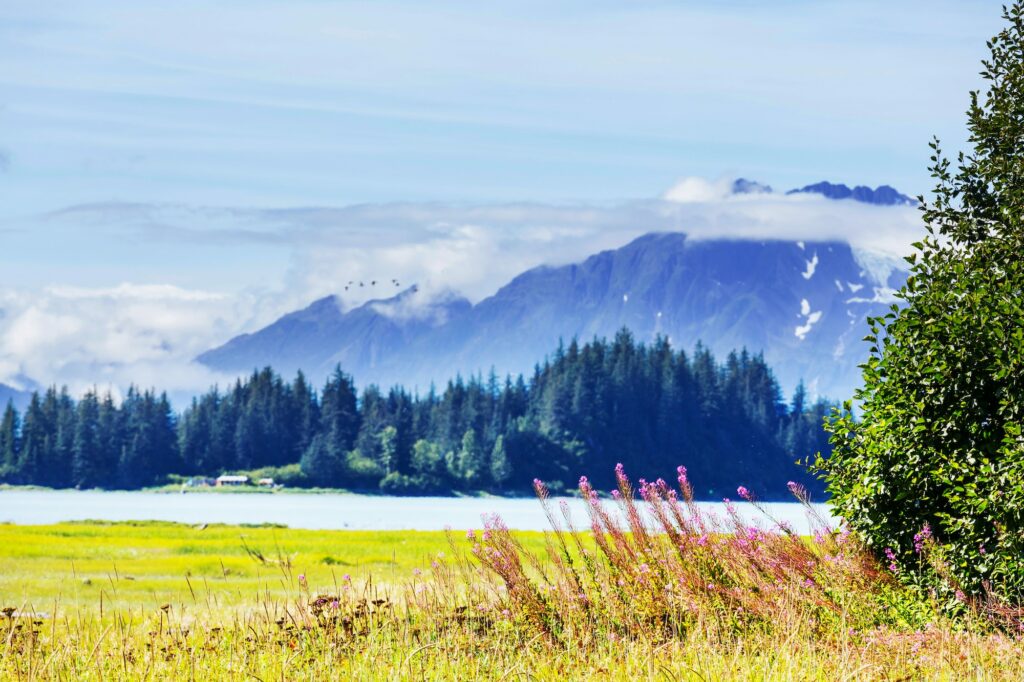 Meadow on Alaska