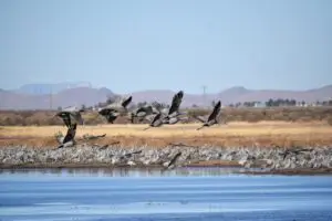 Migratory sandhill cranes in flight