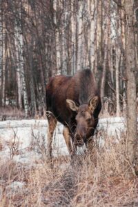 Moose in forest, Fairbanks, Alaska