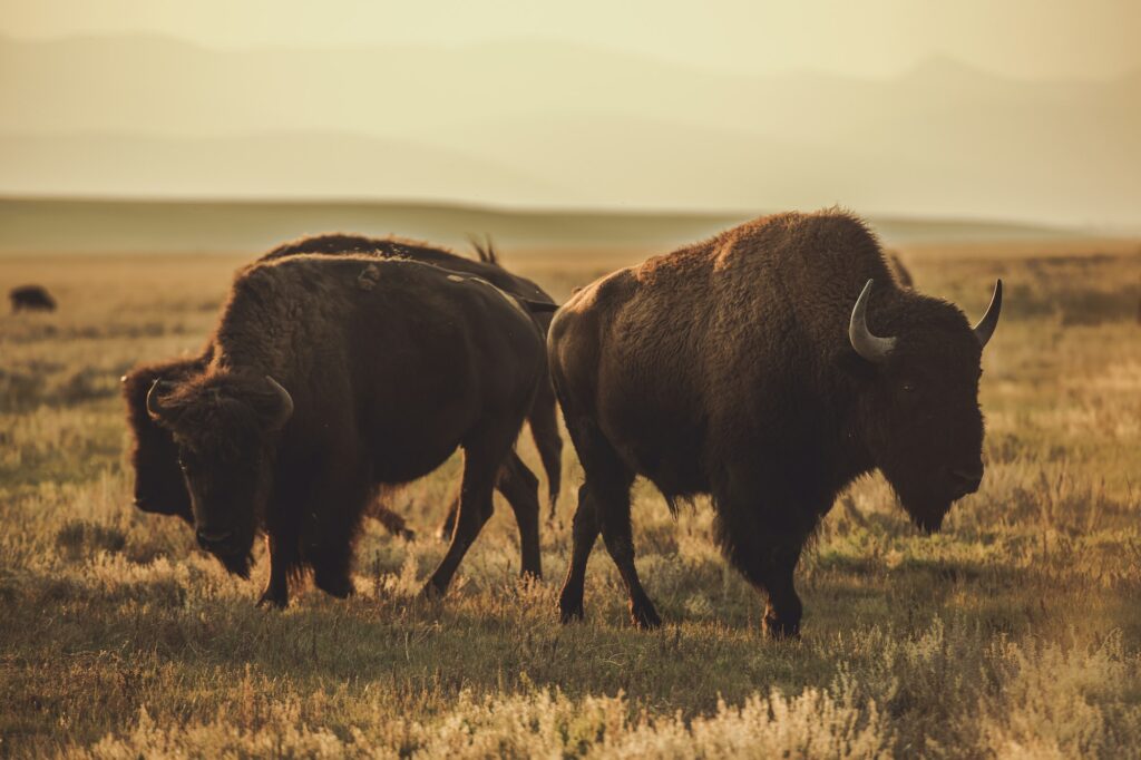 North American Bisons after wildlife conservation