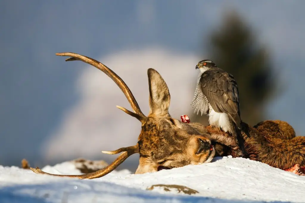 Northern goshawk sitting on dead deer in winter nature