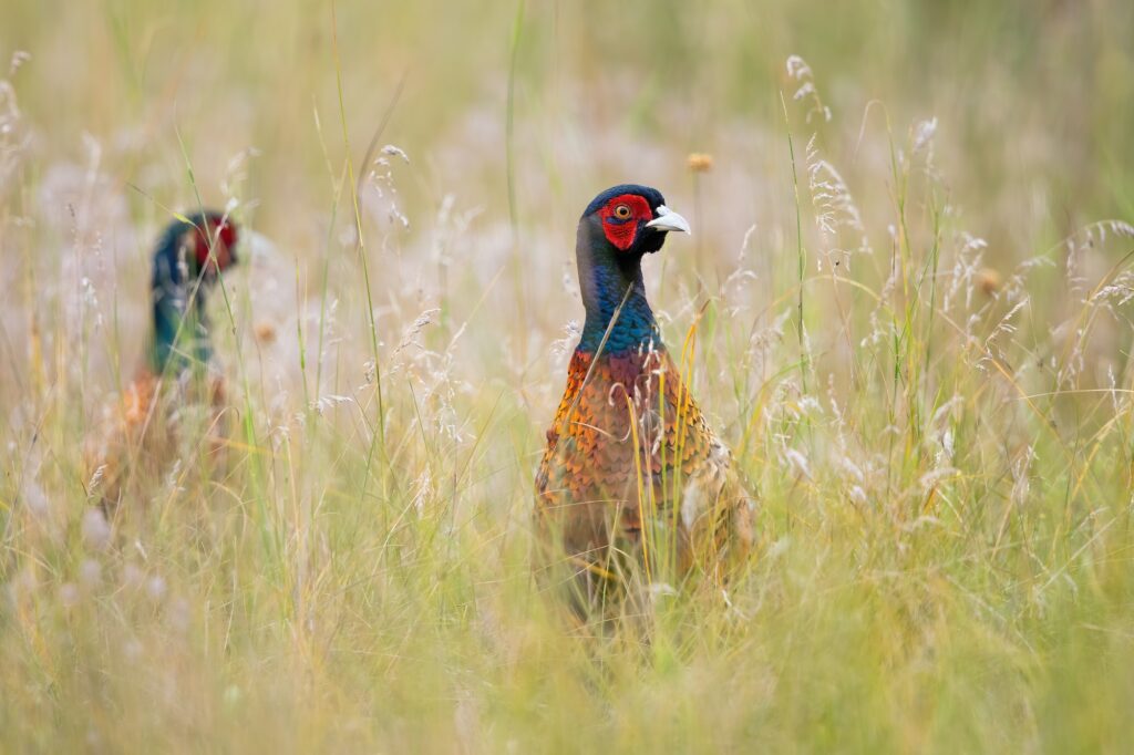 Pair of common pheasant hiding in long grass in summer