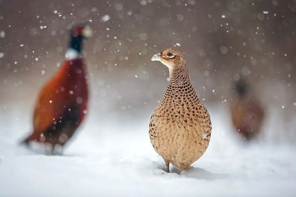 Three common pheasants, Phasianus colchicus. in winter during snowfall