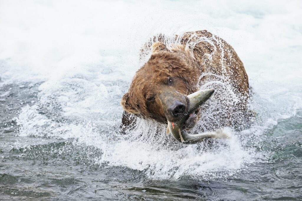 USA, Alaska, Katmai National Park, Brown bear (Ursus arctos) at Brooks Falls with caught salmon