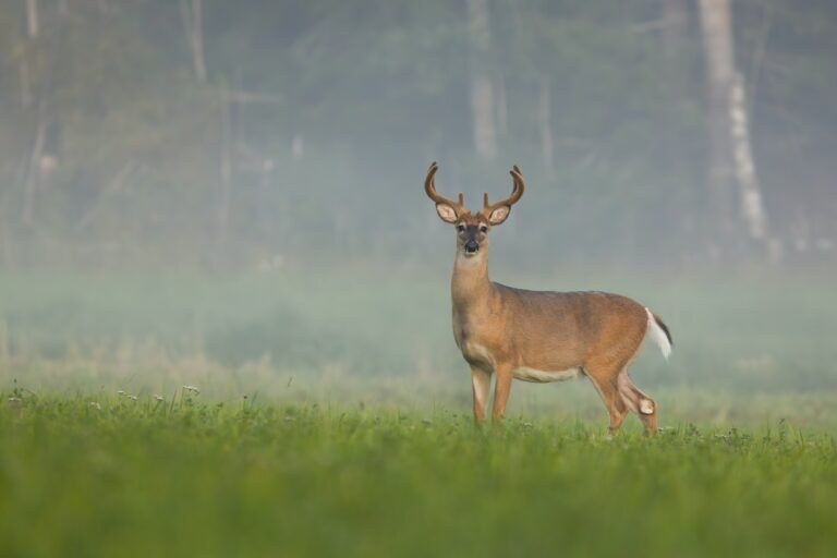 White-tailed deer buck watching on green meadow in summer misty morning