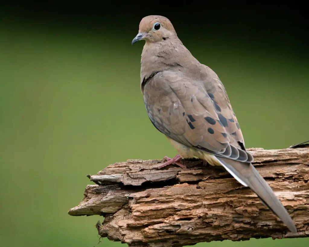 A Mourning Dove Perched