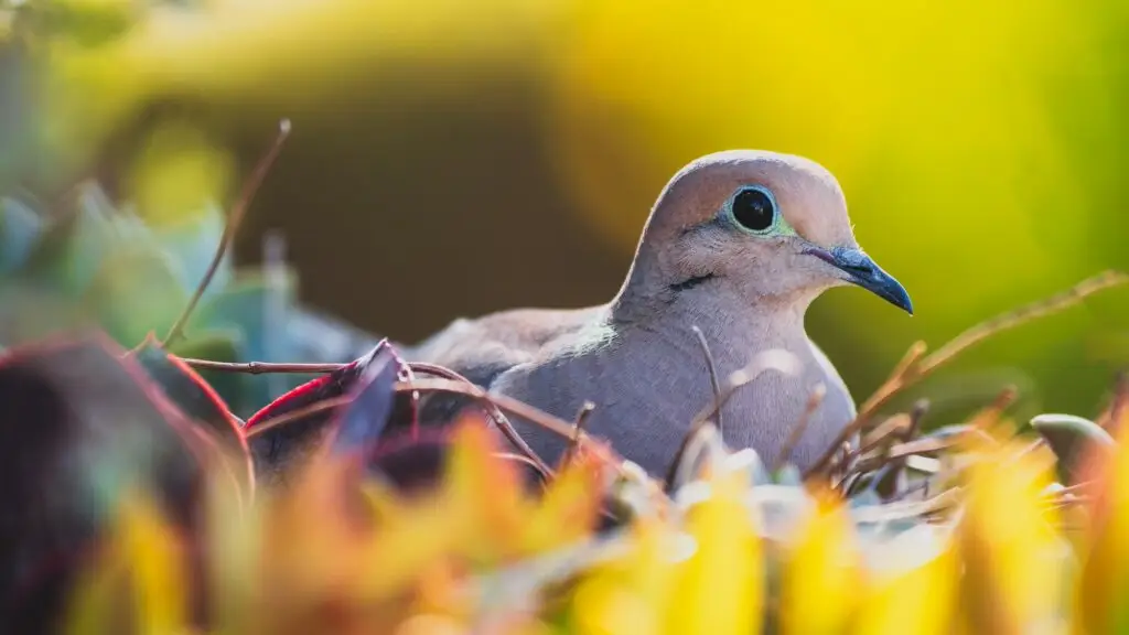 Nesting Dove