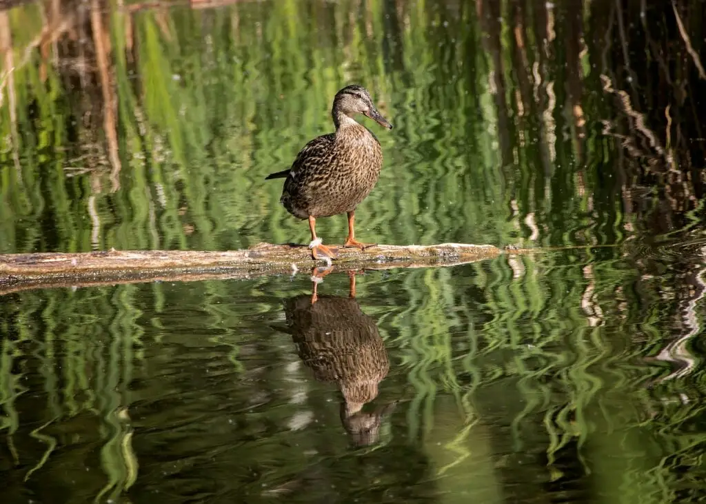 A female mallard duck suns on a floating log in an urban pond.
