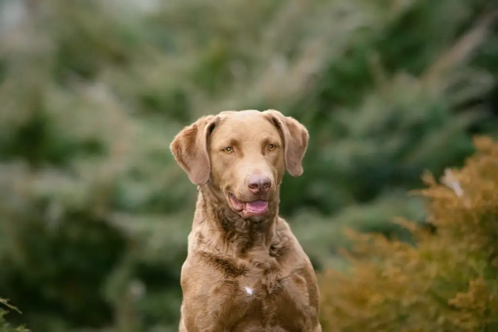 Closeup portrait of a large-sized Chesapeake Bay Retriever dog in a dense forest