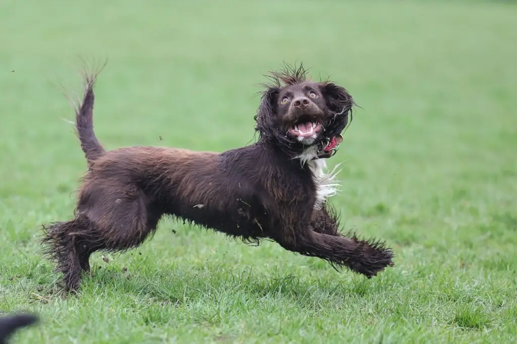 Cute wet funny Boykin Spaniel dog running on the grass