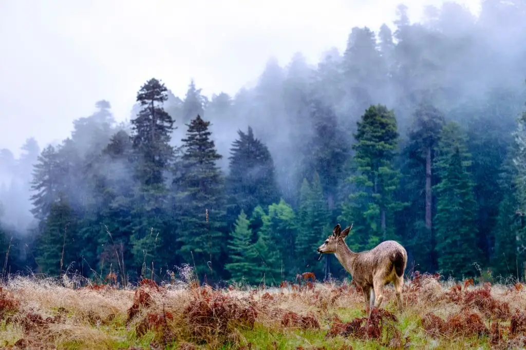 why hunting is good for the environment