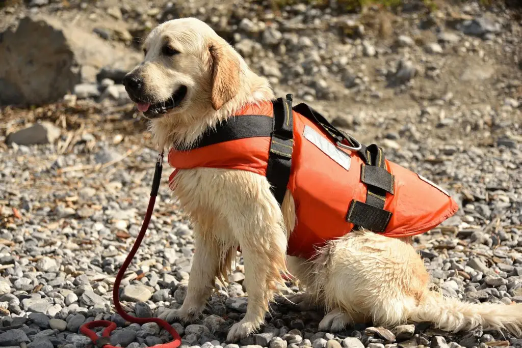 Golden retriever wearing water rescue life jacket