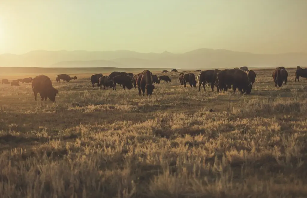 Herd of Colorado American Bisons