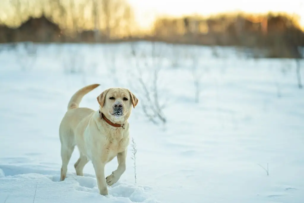 Labrador retriever walking in the snow