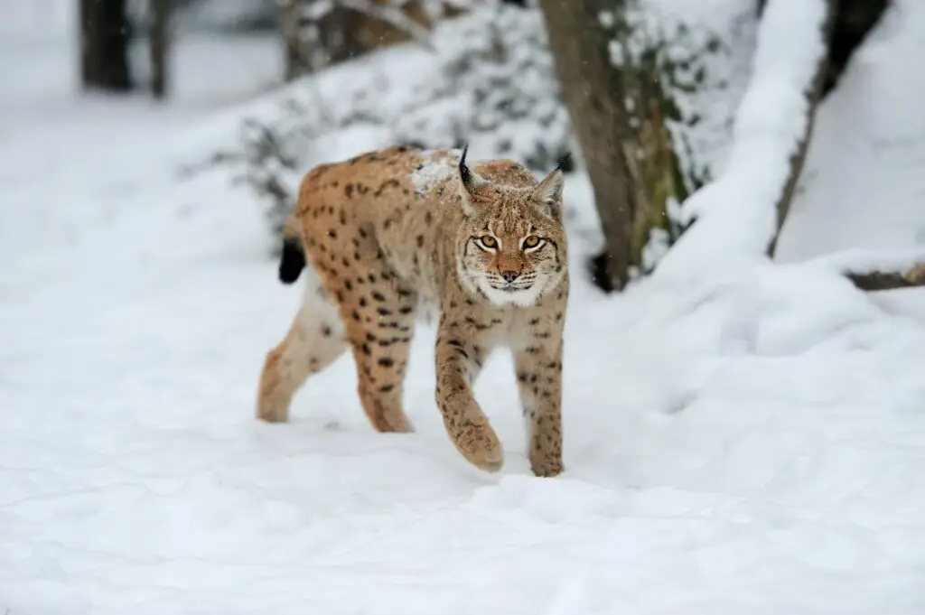 Lynx in winter day