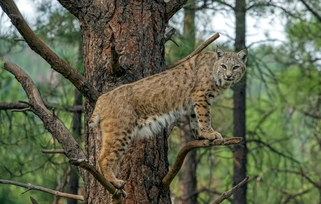 Portrait of a Mexican bobcat standing on the branches of a tree