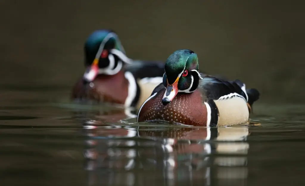 A Wood Duck in Autumn