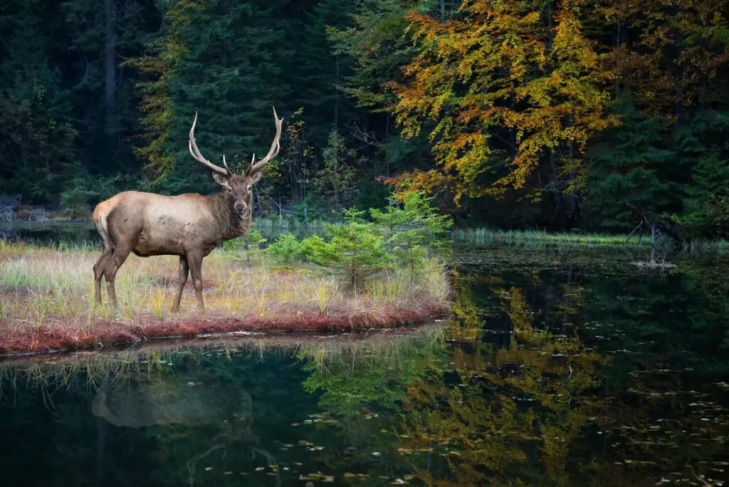 Beautiful deer stands on the shore of an autumn forest lake