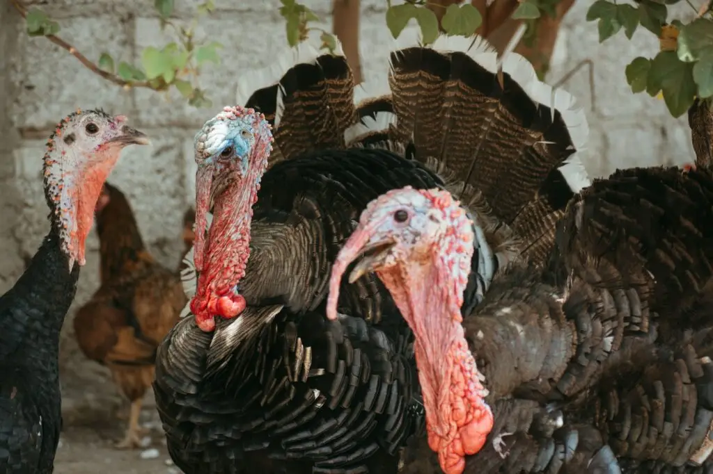 bronze turkey flock free range