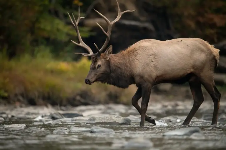 Bull Elk in a Creek