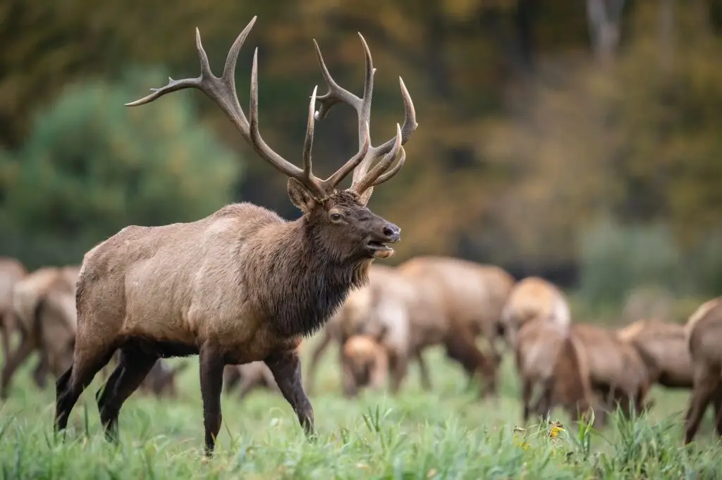 Bull Elk in the Grand Tetons