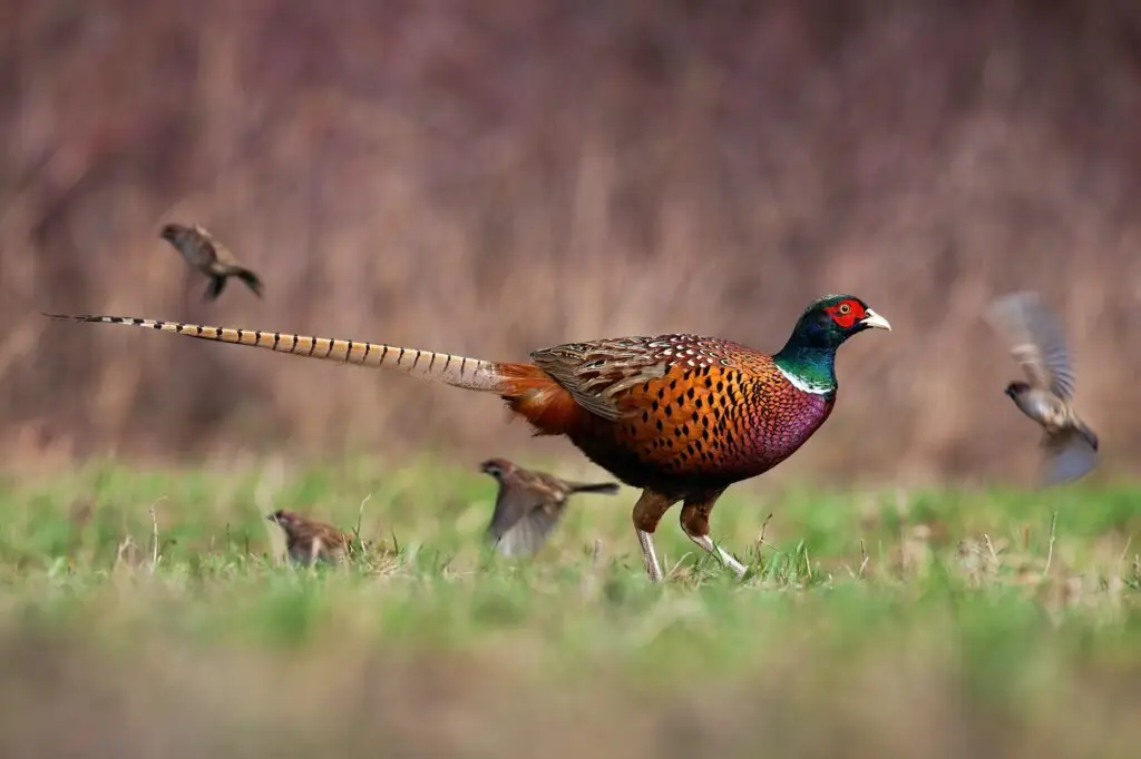 Common pheasant walking on meadow in springtime nature