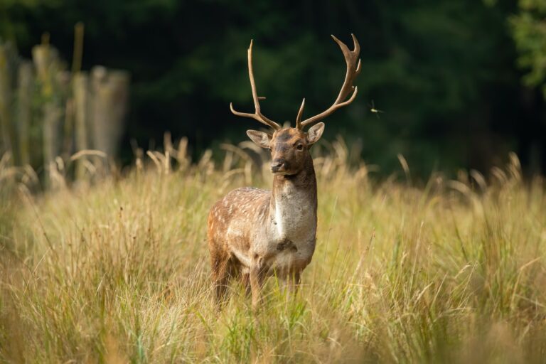 Fallow deer buck observing on meadow in springtime nature
