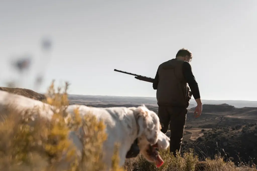 Hunter dog is passing by and the man is resting with the shotgun in the background