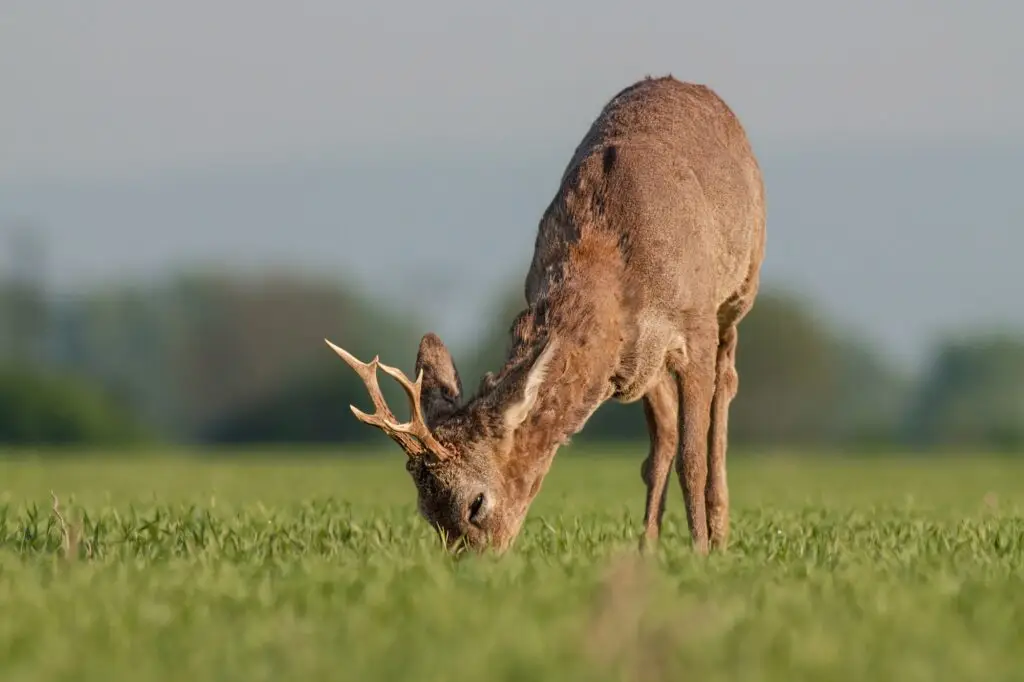 Roe deer grazing in a field